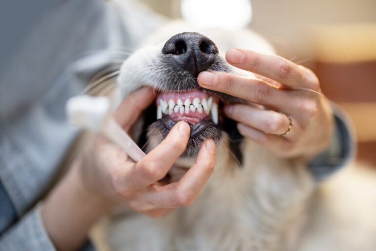 How Do I Know If My Pet Needs a Tooth Extraction?